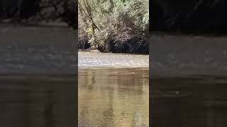 Deer crossing Tallapoosa River [upl. by Nerine692]