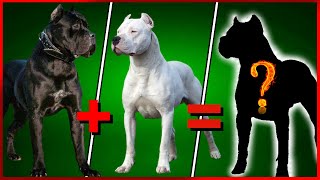 MIX Cane Corso com Dogo Argentino MISTURAS DE DOGO COM CANE CORSO [upl. by Adnih799]