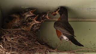 Life Cycle of a Robin Egg to Fledgling [upl. by Mctyre]