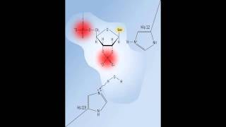 RNAse A The Ribonuclease A enzymatic reaction mechanism [upl. by Eilak]