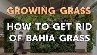 How to Get Rid of Bahia Grass [upl. by Ticon]