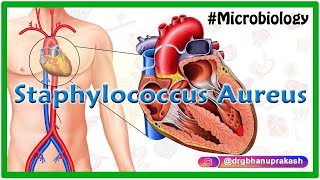 Staphylococcus aureus  Quick review  Medvizz microbiology animations [upl. by Notyard]