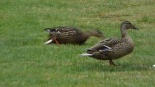 Crow has attacked a duckling Aftermath  NOT NICE to Watch [upl. by Obala]