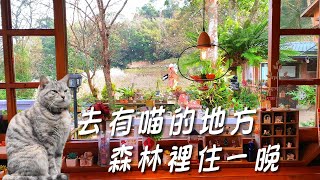 去有喵的地方在森林裡住一晚療癒系山林民宿苗栗橄欖樹民宿 [upl. by Euqinimod115]