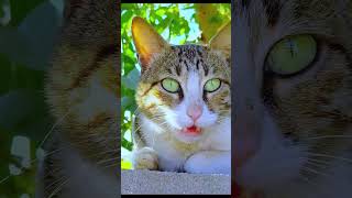 cat callcat voicecat videoscat soundshort cat animalsouds cats [upl. by Vivianne439]