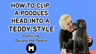 How to clip your poodles head into a teddy style using snap on combs [upl. by Hardman]