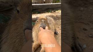 CAPIVARA animais bichos shorts [upl. by Cherilyn310]