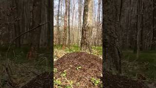 Anthill 🐜 shortvideo shorts anthill insects youtubeshorts asmr asmrsounds [upl. by Weisler312]