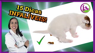 Como ensinar o cachorro a fazer necessidades no lugar certo Xixi e cocô [upl. by Supen877]