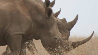 WHITE RHINO  Species Spotlight [upl. by Lalat]