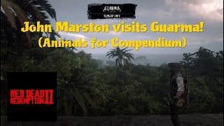 John Marston visits Guarma Part 2 Animals for Compendium  RDR2 [upl. by Notsek302]