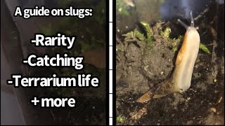 A Terrarium Keeper’s guide on slugs How to catch keep and more [upl. by Dorie]