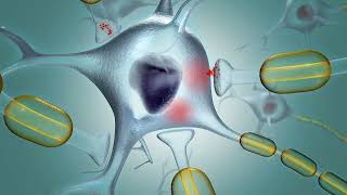 Membrane Potential Graded and action potentials [upl. by Osmen]