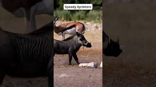 Warthog Facts You Didnt Know shorts viral [upl. by Llenrrad93]