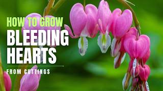 How to Grow Bleeding Hearts Dicentra spectabilis from Cuttings  Perennial Garden [upl. by Naerda]