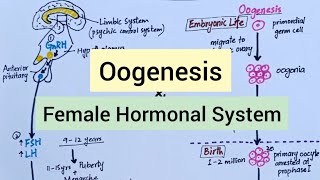 Physiology Before Pregnancy  Female Hormones [upl. by Blaine]