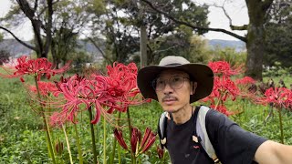 Relaxing Hike Spot in Ogose Just One Hour from Tokyo [upl. by Adilem]