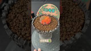 수전옥금🌵Gymnocalycium stellatum 아프리카식물 반려식물 plants cactus [upl. by Sallyanne]