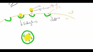 Cellular uptake and degradation of LDL بالعربى [upl. by Kial]