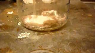 Experiment No 16 Concentrated sulfuric acid [upl. by Ermeena302]