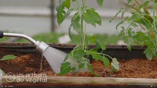 Comment bien planter et réussir ses tomates  La tomate greffée [upl. by Arman]