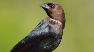 Brown headed cowbird call  song  sound [upl. by Livvy752]