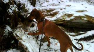 Redbone Coonhound hunting [upl. by Freytag662]