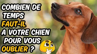 LA MÉMOIRE DES CHIEN EXPLIQUÉE 👉 Des Révélations Étonnantes [upl. by Ceciley]