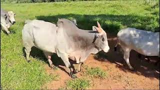 MANEJO  Troca de pasto  e CONFERINDO  Gado Nelore   Peão da Roça [upl. by Reivaz]