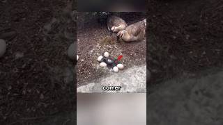 HOMBRE salva a una familia de PATOS historias curiosidades épico viral [upl. by Cortney116]