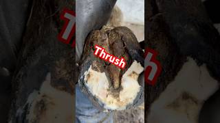 THRUSH medicated and HOOF shod with 3D pads farrier frog [upl. by Anaile]