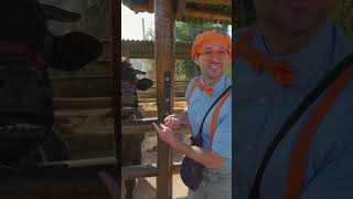 WOW  Blippi Feeds a Bull🐂  shorts blippi blippishorts [upl. by Krefetz646]