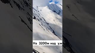 Dogs on the 3200m alps mountains бег motivation горы run travel [upl. by Hilda]