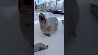 Cute seals cute seal fyp fypシ゚ [upl. by Rosalyn]