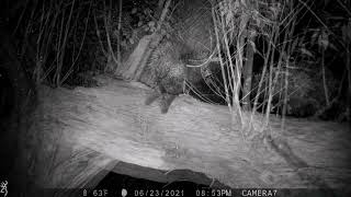 Porcupines Courting  30 Feet Up a Tree [upl. by Rovit]