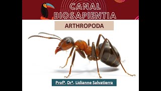 Resumão  Filo Arthropoda  Parte 1 [upl. by Nomed]