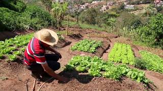 Plantar Verduras de Forma Orgânica em Casa com Valter Damião [upl. by Landan]