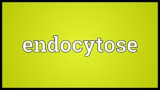 Endocytose Meaning [upl. by Repinuj145]