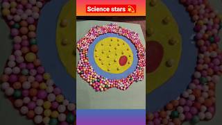 model of structure of Ovum ovum sciencemodel youtubeshorts [upl. by Vookles]