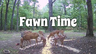 Fawns Bleating Eating And Playing [upl. by Nirok]