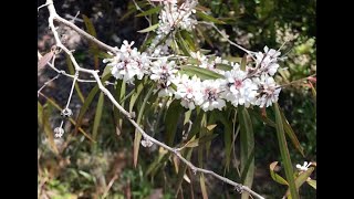 Agonis flexuosa [upl. by Claudio126]