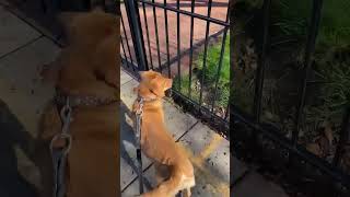 trending cute puppy viral ArlendaTV [upl. by Lazos761]