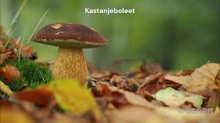 20241103 Paddenstoelen en herfstkleuren [upl. by Eimorej]