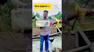 New pigeon le aaye😍 petlover pigeon pigeonvlogger minivlog birds kabutar newpigeon budgies [upl. by Stallworth918]