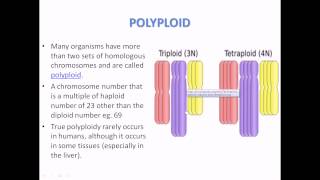 What is Polyploidy [upl. by Lleksah]