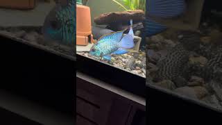 Bristlenose pleco males going at it [upl. by Phillada]