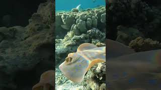 Odd yellowish eyes on Bluespotted ribbontail ray RedSeaBit [upl. by Howlan]