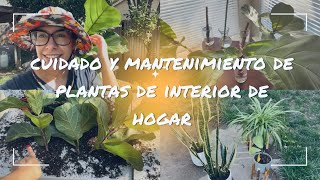 Jardinería de Interior de Hogar Propagación y Transplante de Plantas  Pandurata Lengua de Burro [upl. by Audwin]