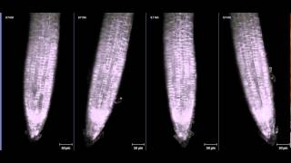 ZEISS Lightsheet Z1 Arabidopsis root growth [upl. by Caine145]