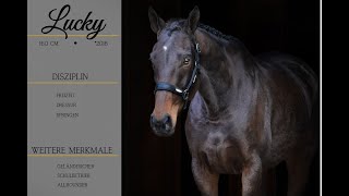 SOLD Lucky Pferdehandlung Dederichs [upl. by Nolram]